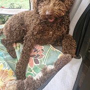 Home Owner wanting sitter in Geelong, Victoria