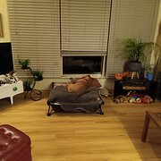 Home Owner wanting sitter in Adelaide, South Australia