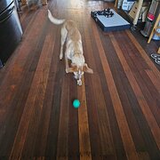 Home Owner wanting sitter in Cairns , Queensland