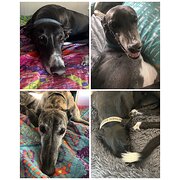 Home Owner wanting sitter in Taree (28 km from), New South Wales