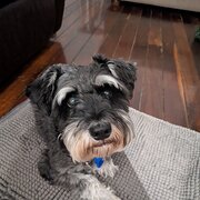 Home Owner wanting sitter in Brisbane city 12km, Queensland