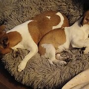 Home Owner wanting sitter in , Victoria