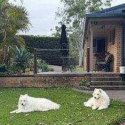 Home Owner wanting sitter in Coffs harbour , New South Wales