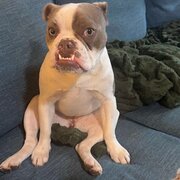 Home Owner wanting sitter in GROVEDALE, Victoria
