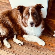 Home Owner wanting sitter in , Queensland