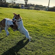Home Owner wanting sitter in Adelaide, South Australia