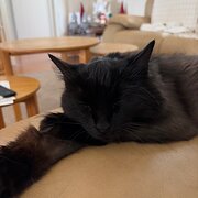 Home Owner wanting sitter in Brisbane , Queensland