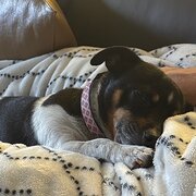 Home Owner wanting sitter in , New South Wales