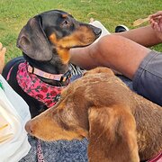 Home Owner wanting sitter in Nowra, New South Wales