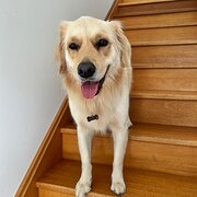 Home Owner wanting sitter in Newcastle, New South Wales