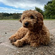 Home Owner wanting sitter in , South Australia