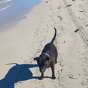 Home Owner wanting sitter in Coodanup, Western Australia