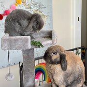 Home Owner wanting sitter in Sydney, New South Wales