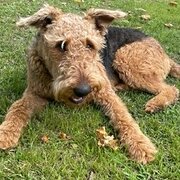 Home Owner wanting sitter in Adelaide, South Australia