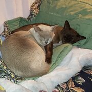 Home Owner wanting sitter in Sydney, New South Wales
