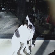 Home Owner wanting sitter in , Queensland