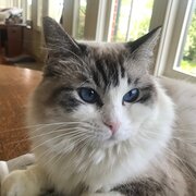 Home Owner wanting sitter in Geelong, Victoria