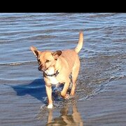 Home Owner wanting sitter in , Victoria