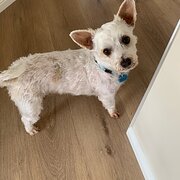 Home Owner wanting sitter in , Queensland