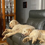 Home Owner wanting sitter in Petrie, Queensland