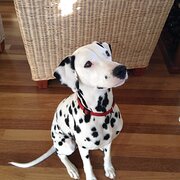 Home Owner wanting sitter in Newcastle , New South Wales