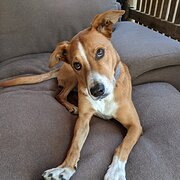 Home Owner wanting sitter in Brisbane, Queensland