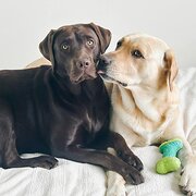 Home Owner wanting sitter in , Queensland