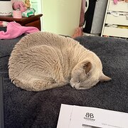 Home Owner wanting sitter in , Victoria