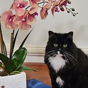 Home Owner wanting sitter in Brisbane , Queensland