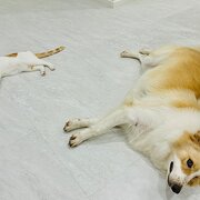 Home Owner wanting sitter in , New South Wales