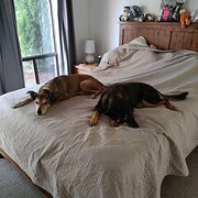 Home Owner wanting sitter in Adelaide, South Australia