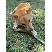 Home Owner wanting sitter in Perth , Western Australia