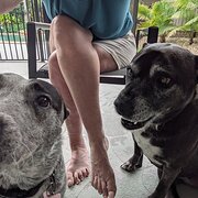 House Sitter - Marissa