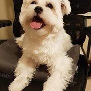 Home Owner wanting sitter in Adelaide, South Australia