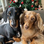 Home Owner wanting sitter in Point Clare, New South Wales