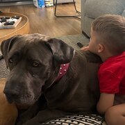 Home Owner wanting sitter in Noosa, Queensland
