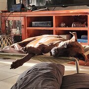 Home Owner wanting sitter in Cairns/Port Douglas , Queensland