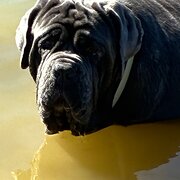 Home Owner wanting sitter in Moss Vale, New South Wales