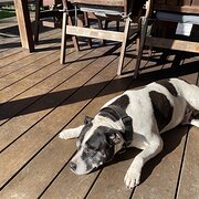 Home Owner wanting sitter in , Queensland