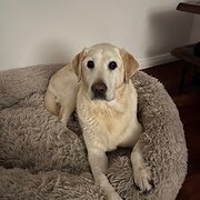 Home Owner wanting sitter in Sydney, New South Wales