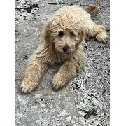 Home Owner wanting sitter in Geelong, Victoria