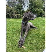 Home Owner wanting sitter in Mount Eliza, Victoria