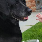 Home Owner wanting sitter in Adelaide, South Australia