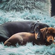 Home Owner wanting sitter in , South Australia
