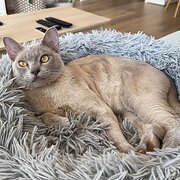 Home Owner wanting sitter in , Victoria