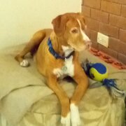 House Sitter - Pamela Sydney Sitter