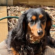 Home Owner wanting sitter in , Victoria