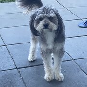 Home Owner wanting sitter in Brisbane , Queensland