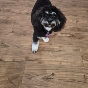 Home Owner wanting sitter in , Western Australia