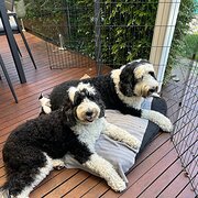 Home Owner wanting sitter in , Victoria